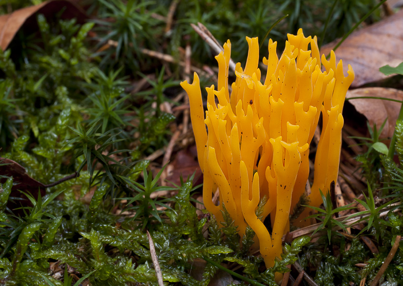 Calocera viscosa